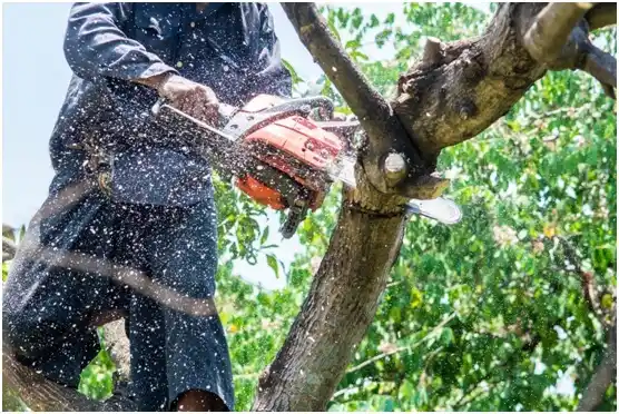 tree services Lake Wisconsin